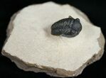 Gerastos Trilobite Fossil From Foum Zguid - #10998-4